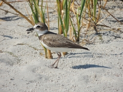 Charadrius wilsonia