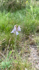 Linaria