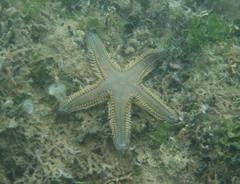 Astropecten platyacanthus