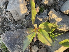 Rumex verticillatus