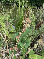 Arctium lappa