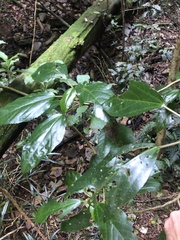 Dendrocnide photiniiphylla