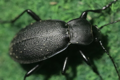 Carabus coriaceus