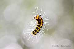 Achelura yunnanensis