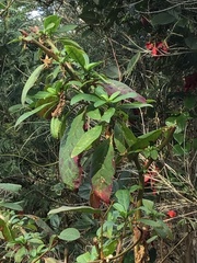 Phytolacca octandra