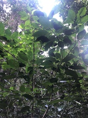 Dendrocnide photiniiphylla