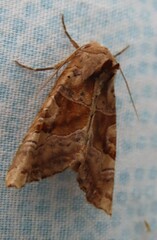 Phlogophora periculosa