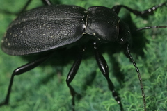 Carabus coriaceus