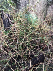 Phytolacca octandra