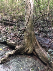 Dendrocnide photiniiphylla