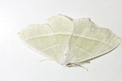 Campaea margaritaria