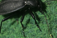 Carabus coriaceus