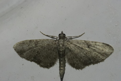 Eupithecia icterata