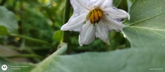 Solanum melongena