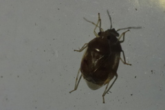 Deraeocoris