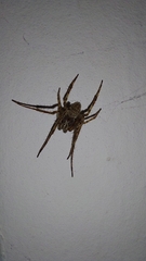 Araneae