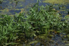 Sagittaria sagittifolia