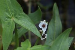 Sagittaria sagittifolia