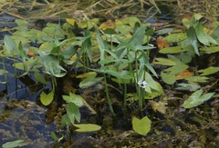 Sagittaria sagittifolia