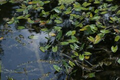Sagittaria sagittifolia