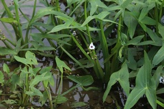 Sagittaria sagittifolia