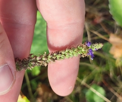 Veronica spicata