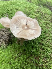 Entoloma strictius