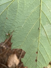 Neriene peltata