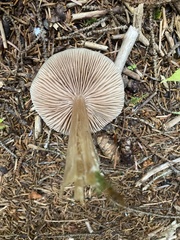 Entoloma strictius