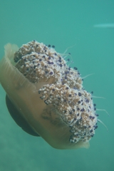 Cotylorhiza tuberculata