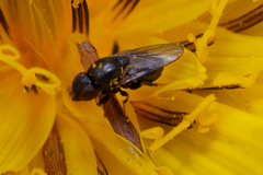Diptera