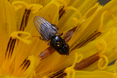 Diptera