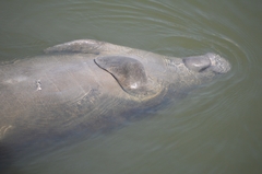 Trichechus manatus