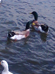 Anas platyrhynchos domesticus