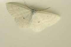 Scopula immutata