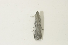 Phycitodes binaevella