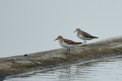 Calidris ruficollis