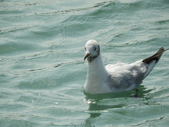 Chroicocephalus ridibundus