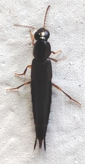 Staphylinidae
