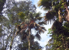 Coryphoideae