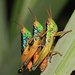 Grasshoppers - Photo (c) gbohne, some rights reserved (CC BY-SA)