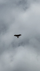 Milvus milvus