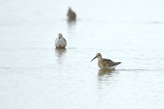 Calidris ferruginea