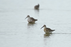 Calidris ferruginea