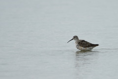 Calidris ferruginea