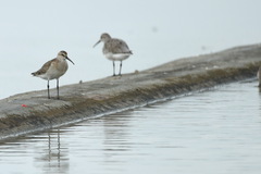 Calidris ferruginea