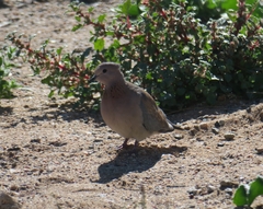 Streptopelia senegalensis