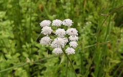 Oenanthe pimpinelloides