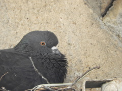 Columba livia domestica
