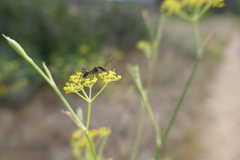 Camponotus cruentatus
